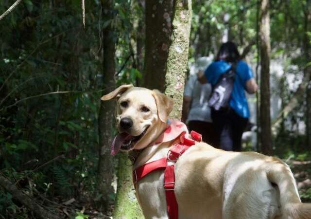 Pets ganham trilha na Reserva do Paiva
